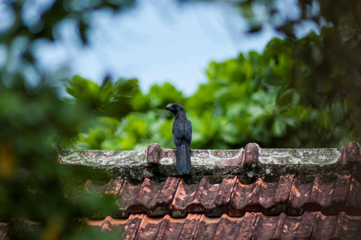 Shingles with granule loss